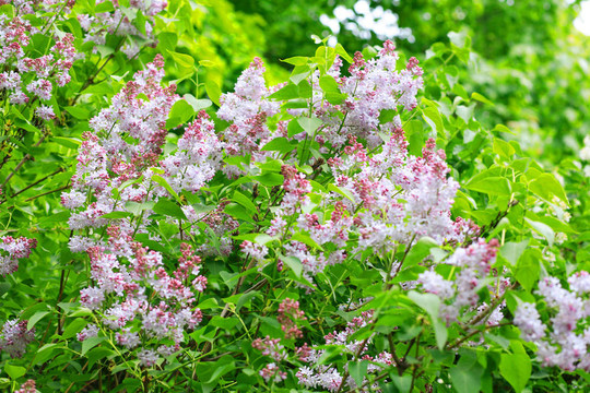丁香花在春天