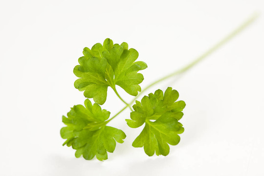 香菜葉分離