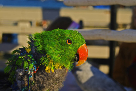 年輕的Eclectus Parrot是年輕的羽毛蛻皮