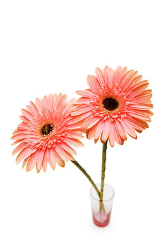 Gerber daisy孤立在白色背景
