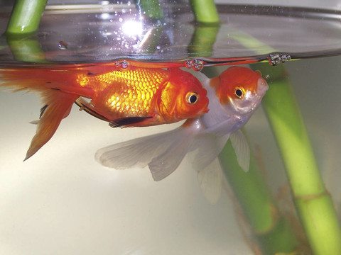 金色的魚