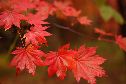 楓葉 楓樹(shù) 紅葉 秋景 秋天