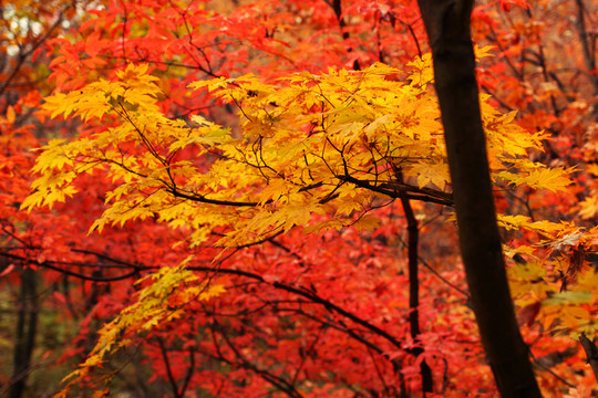 楓葉 秋天 紅色