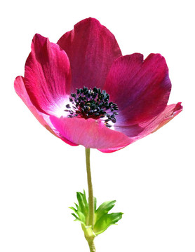 銀蓮花