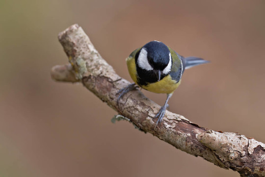 大山雀Parus major；