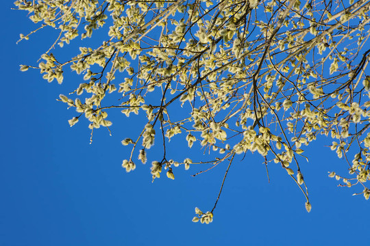 山羊柳雄性柔荑花序在蓝色天空背景