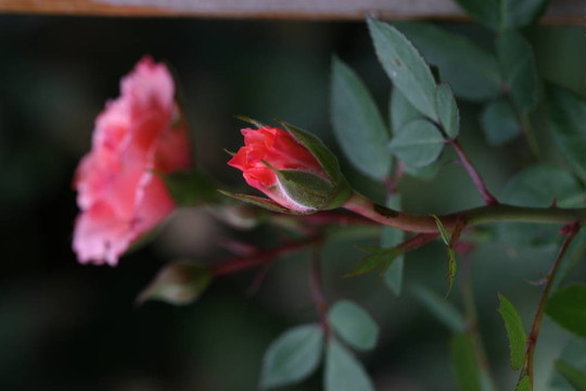 紅玫瑰