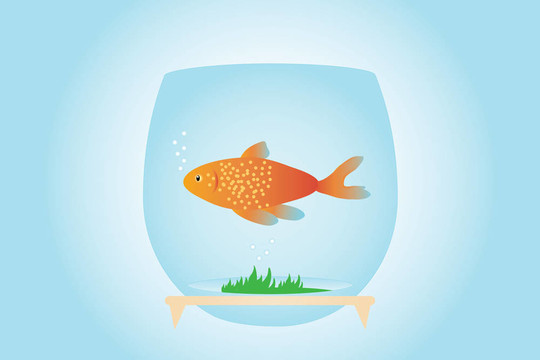 金色的魚