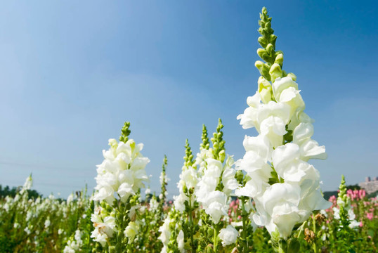 白色的金魚(yú)草的花朵在藍(lán)色的天空