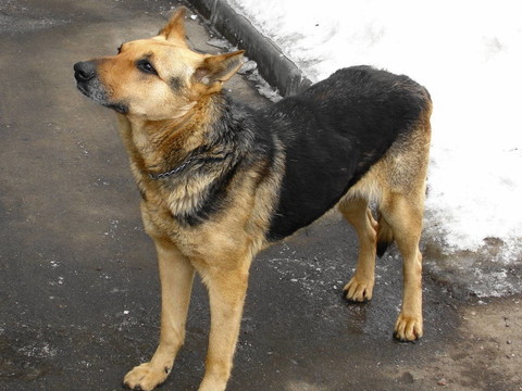 德國牧羊犬
