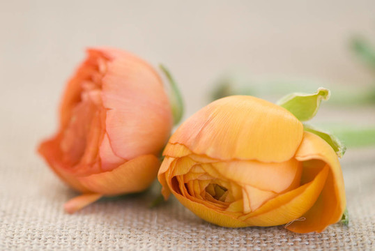 花毛茛