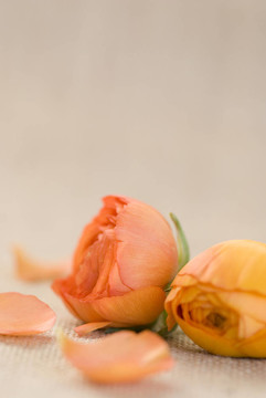 花毛茛
