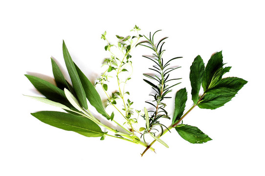 草本植物