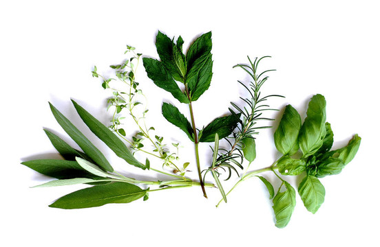 草本植物