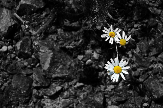 洋甘菊BW