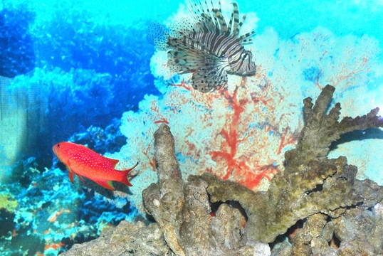 魚