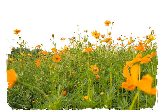橘子flowerss森林白色隔離