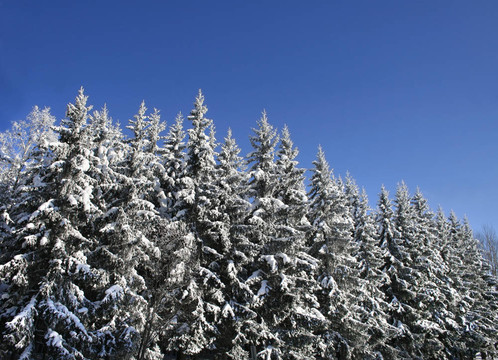 林海雪原