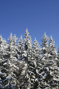 林海雪原
