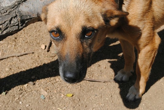 黃犬