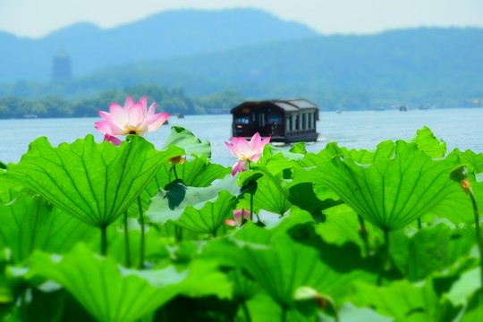 荷花
