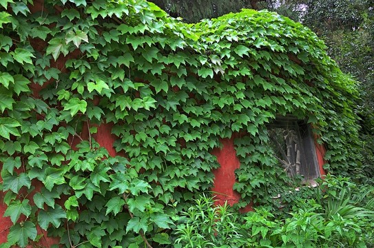 爬山虎