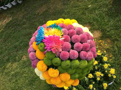 菊花