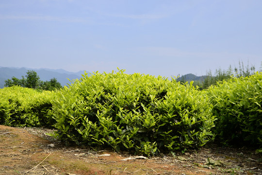 白雞冠 武夷巖茶