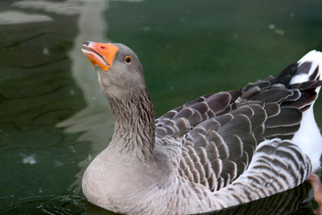 候鳥 大雁 雁鵝 飛鳥 鳥