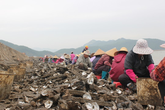 蠔場(chǎng)