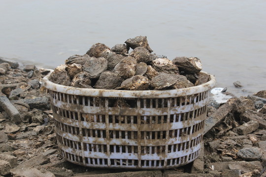 生蠔2