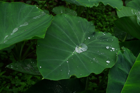 芋兒葉子上的水珠