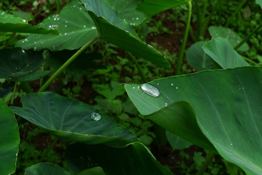 芋兒葉子上的水珠