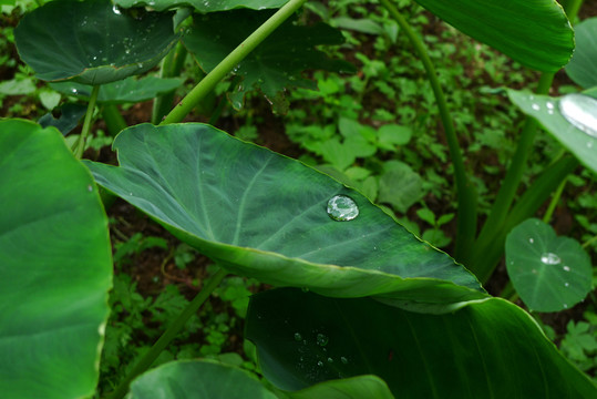 芋兒葉子上的水珠