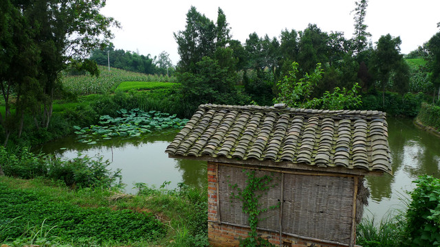 荷塘邊的小屋