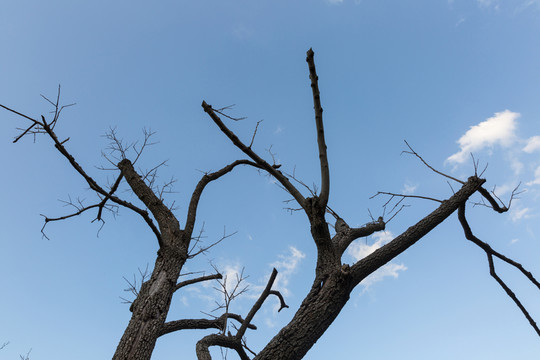 枯樹枝