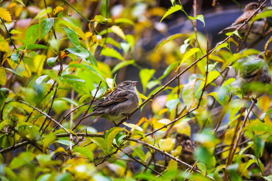 樹枝上鳥兒