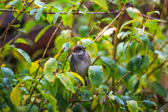 樹枝上鳥兒