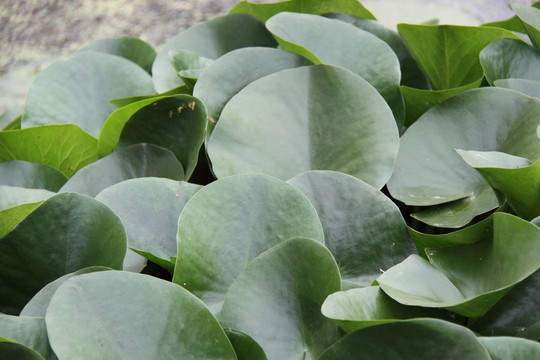 水生植物
