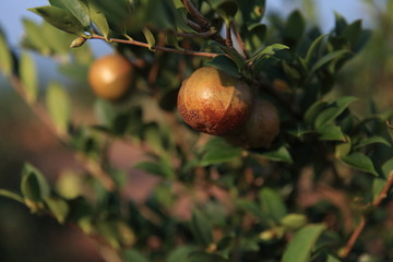 山茶油果