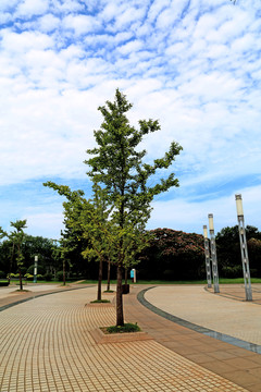 銀杏樹