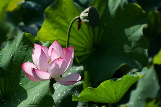 荷花蓮藕
