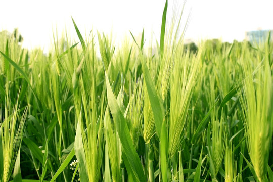 小麦草