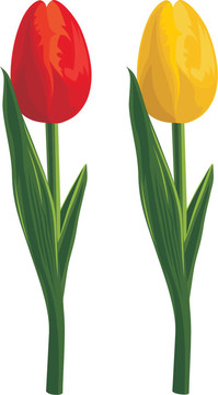 tullips