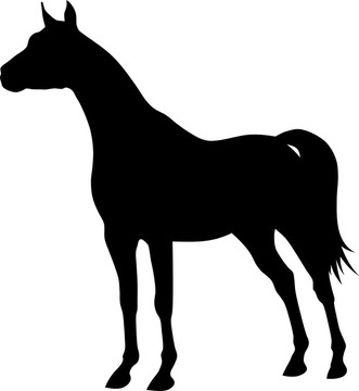 馬