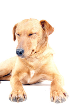 杜賓犬