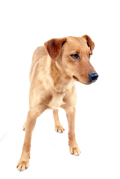 杜賓犬