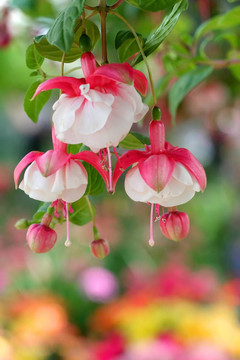 五顏六色的花朵