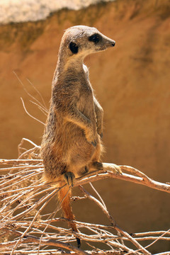海島貓鼬（surikate）直立如哨兵- Suricata suricatta