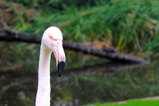 火烈鳥- Phoenicopterus roseus